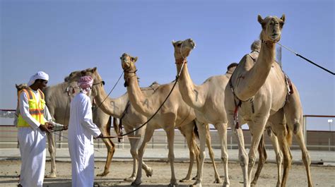 camel race abu dhabi